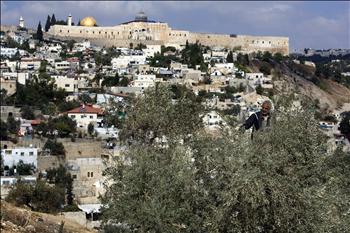 فلسطيني يقطف الزيتون في حي سلوان في القدس المحتلة أمس (أ ف ب)